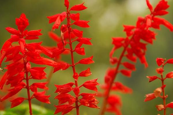 一串紅圖片大全 一串紅像什么