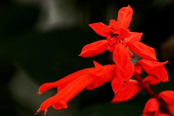 一串紅圖片大全 一串紅像什么