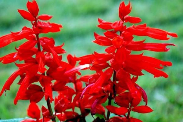 一串紅圖片大全 一串紅像什么