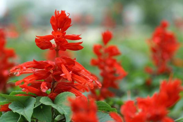 一串紅圖片大全 一串紅像什么