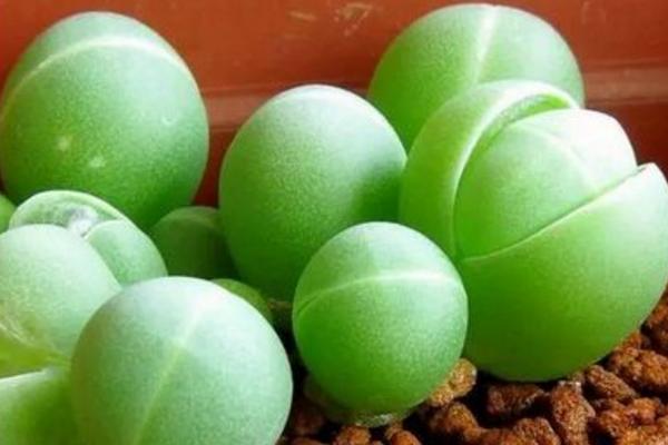 藻鈴玉多肉怎么養(yǎng) 藻鈴玉養(yǎng)殖方法與注意事項(xiàng)