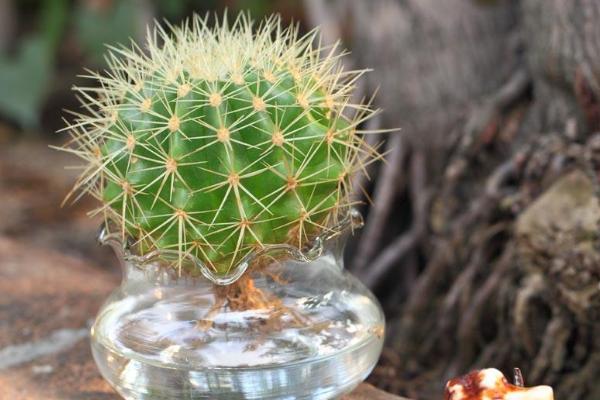 仙人掌和仙人球的區別是什么（哪個好） 仙人掌室內養殖方法