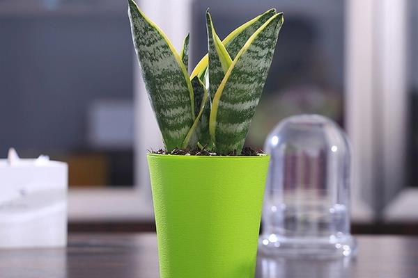 虎皮蘭家庭養殖風水禁忌 虎皮蘭放在家里哪個位置好（虎皮蘭能放臥室嗎）