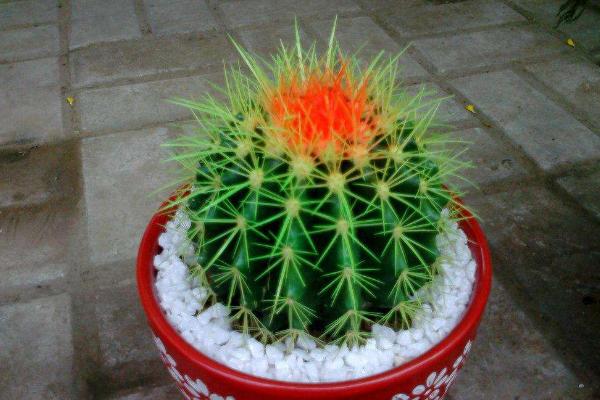 仙人掌和仙人球的區別是什么(哪個好) 仙人掌室內養殖方法