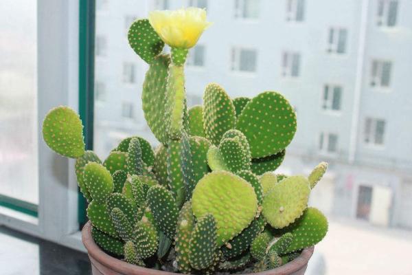 仙人掌和仙人球的區別是什么(哪個好) 仙人掌室內養殖方法