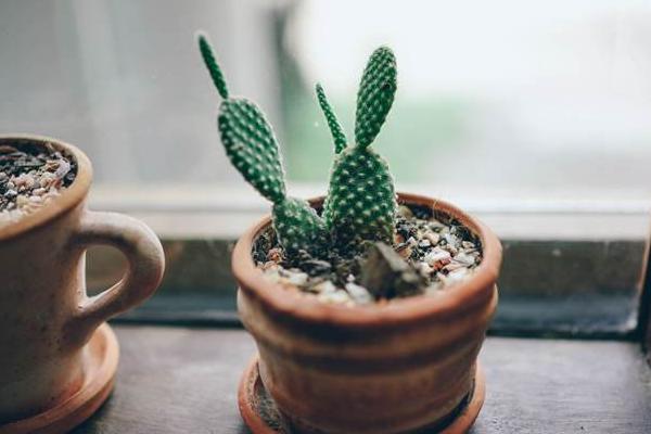 仙人掌和仙人球的區別是什么(哪個好) 仙人掌室內養殖方法