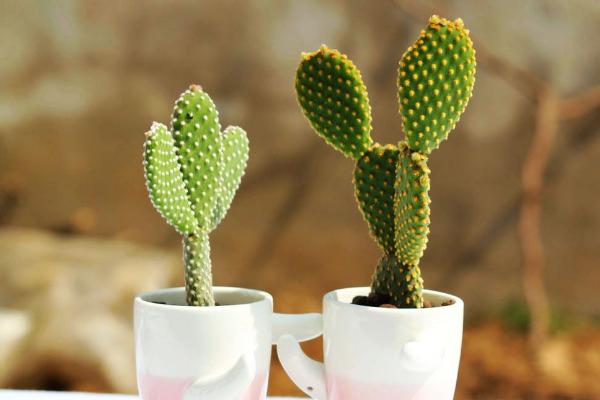 仙人掌和仙人球的區別是什么(哪個好) 仙人掌室內養殖方法