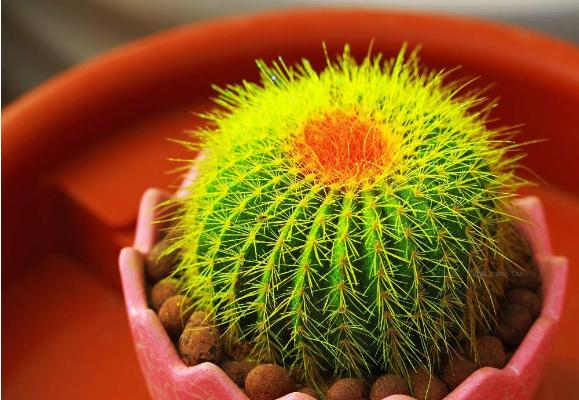 仙人掌和仙人球的區別是什么(哪個好) 仙人掌室內養殖方法