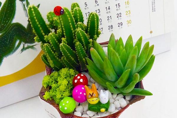 仙人掌和仙人球的區別是什么(哪個好) 仙人掌室內養殖方法