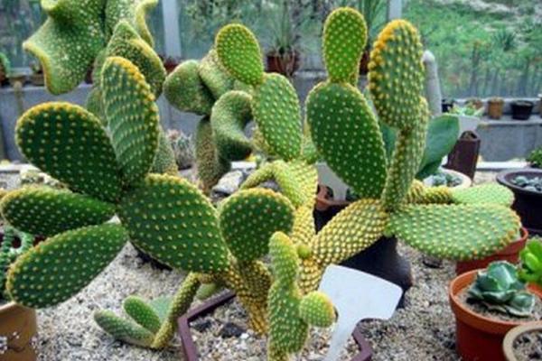 仙人掌和仙人球的區別是什么(哪個好) 仙人掌室內養殖方法