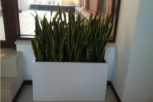 虎皮蘭家庭養(yǎng)殖風(fēng)水禁忌 虎皮蘭放在家里哪個位置好(虎皮蘭能放臥室嗎)