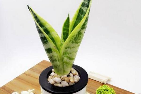 虎皮蘭家庭養(yǎng)殖風(fēng)水禁忌 虎皮蘭放在家里哪個位置好(虎皮蘭能放臥室嗎)