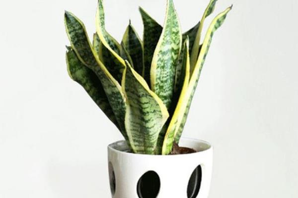 虎皮蘭家庭養(yǎng)殖風(fēng)水禁忌 虎皮蘭放在家里哪個位置好(虎皮蘭能放臥室嗎)
