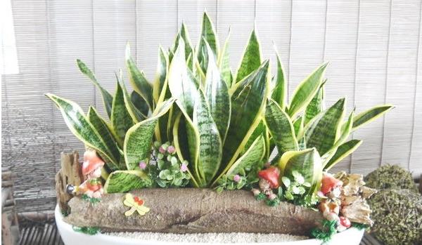 虎皮蘭家庭養(yǎng)殖風(fēng)水禁忌 虎皮蘭放在家里哪個位置好(虎皮蘭能放臥室嗎)