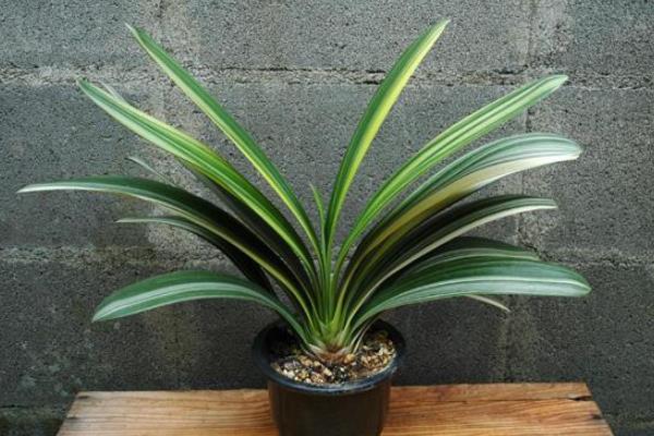 虎皮蘭家庭養(yǎng)殖風(fēng)水禁忌 虎皮蘭放在家里哪個位置好(虎皮蘭能放臥室嗎)