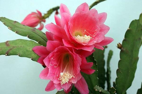 令箭荷花怎么養(yǎng) 令箭荷花養(yǎng)殖方法與注意事項