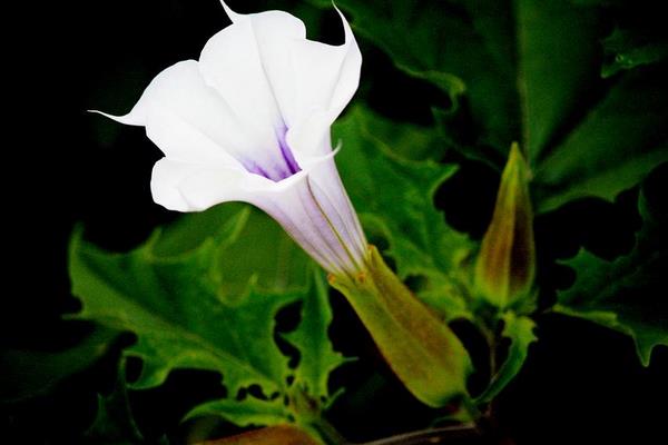 曼陀羅怎么養(yǎng) 曼陀羅養(yǎng)殖方法與注意事項(xiàng)