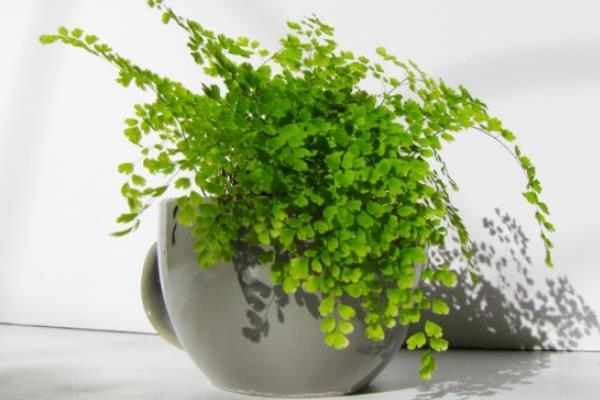 鐵線蕨圖片大全 鐵線蕨的藥用價值