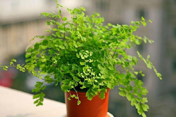 鐵線蕨葉子枯萎怎么辦 鐵線蕨葉子背面長孢子發黑的處理方法