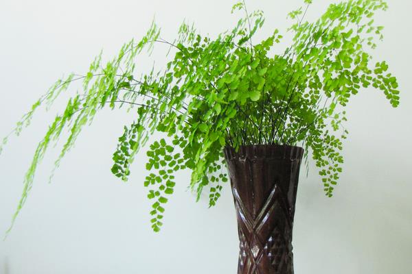 鐵線蕨葉子枯萎怎么辦 鐵線蕨葉子背面長孢子發黑的處理方法