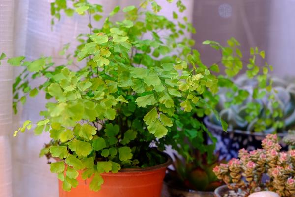 鐵線蕨葉子枯萎怎么辦 鐵線蕨葉子背面長孢子發黑的處理方法