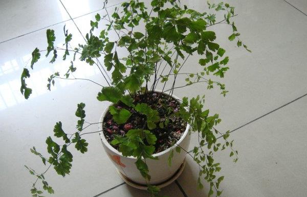 鐵線蕨葉子枯萎怎么辦 鐵線蕨葉子背面長孢子發黑的處理方法