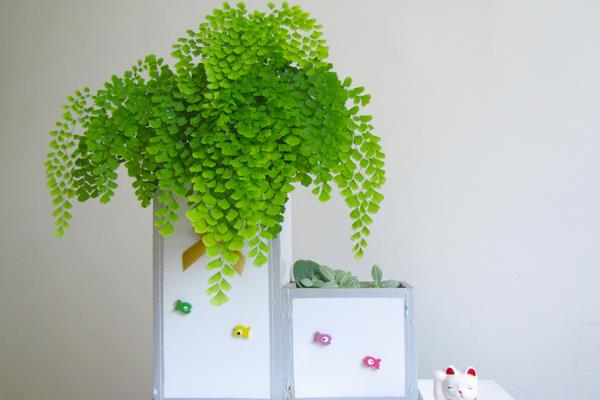 鐵線蕨葉子枯萎怎么辦 鐵線蕨葉子背面長孢子發黑的處理方法