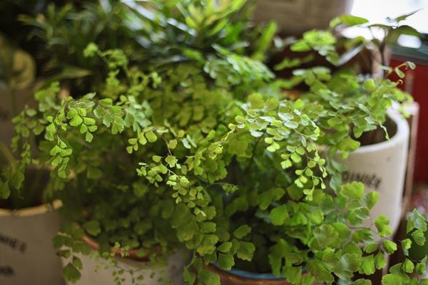 鐵線蕨葉子枯萎怎么辦 鐵線蕨葉子背面長孢子發黑的處理方法