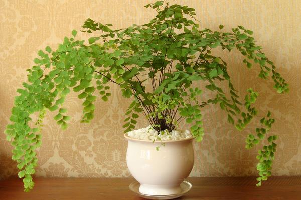 鐵線蕨怎么養 鐵線蕨的養殖方法與注意事項