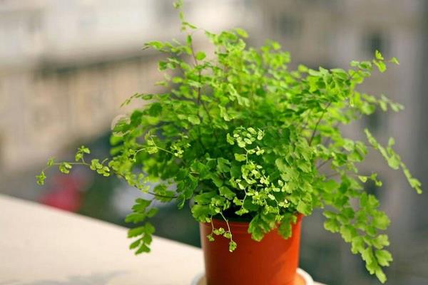 鐵線蕨怎么養(yǎng) 鐵線蕨的養(yǎng)殖方法與注意事項(xiàng)