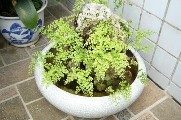 鐵線蕨怎么養(yǎng) 鐵線蕨的養(yǎng)殖方法與注意事項(xiàng)