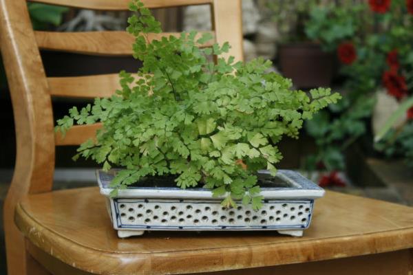 鐵線蕨怎么養(yǎng) 鐵線蕨的養(yǎng)殖方法與注意事項(xiàng)