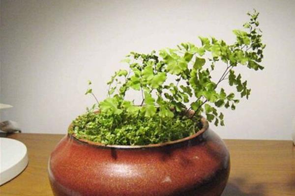 鐵線蕨怎么養(yǎng) 鐵線蕨的養(yǎng)殖方法與注意事項(xiàng)