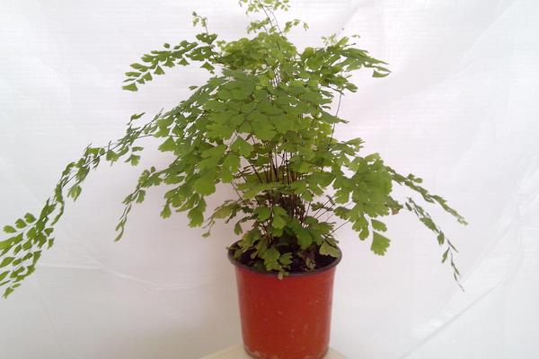 鐵線蕨怎么養(yǎng) 鐵線蕨的養(yǎng)殖方法與注意事項(xiàng)