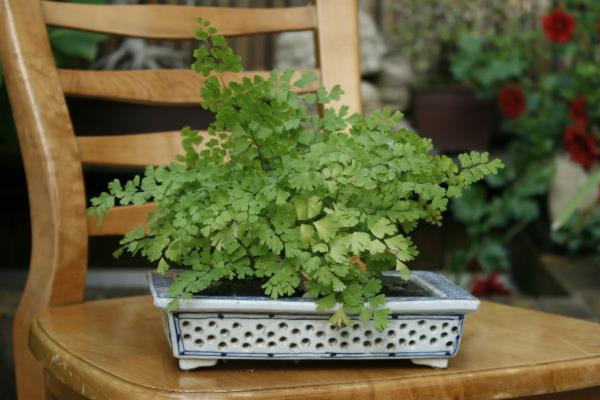 鐵線蕨有毒嗎 鐵線蕨能放臥室養嗎