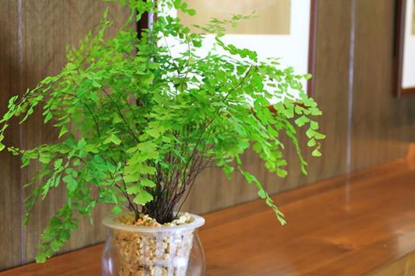 鐵線蕨有毒嗎 鐵線蕨能放臥室養嗎