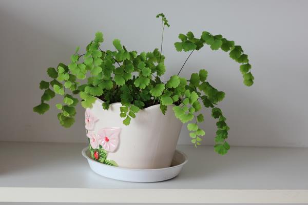 鐵線蕨有毒嗎 鐵線蕨能放臥室養嗎