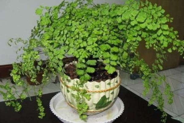 鐵線蕨有毒嗎 鐵線蕨能放臥室養嗎