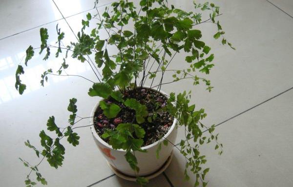 鐵線蕨有毒嗎 鐵線蕨能放臥室養嗎