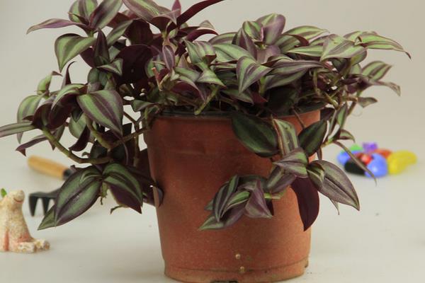 吊竹梅和紫葉吊蘭的區別是什么 吊竹梅的繁殖方法