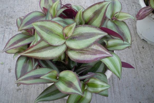 吊竹梅市場價格多少錢一盆 吊竹梅養殖方法