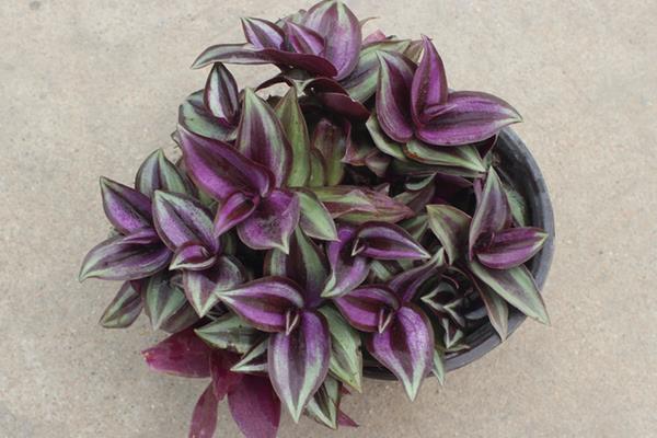 吊竹梅市場價格多少錢一盆 吊竹梅養殖方法