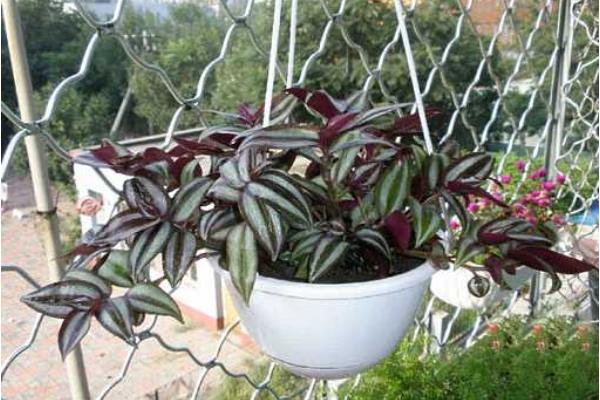 吊竹梅市場價格多少錢一盆 吊竹梅養殖方法