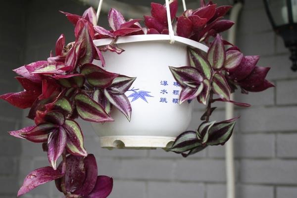 吊竹梅市場價格多少錢一盆 吊竹梅養殖方法