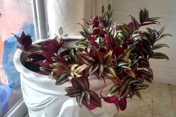 吊竹梅市場價格多少錢一盆 吊竹梅養殖方法