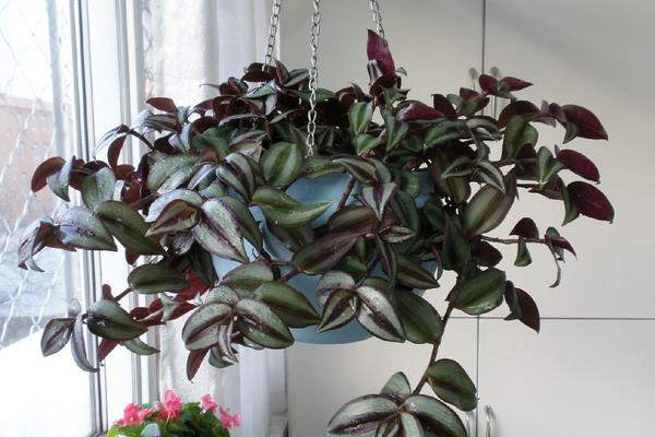 吊竹梅市場價格多少錢一盆 吊竹梅養殖方法