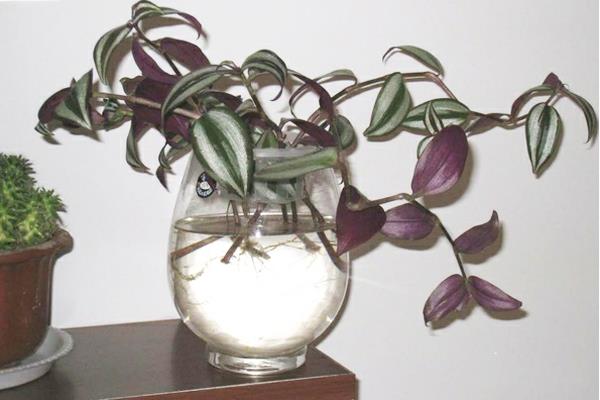 吊竹梅可以水培嗎 吊竹梅家庭水培養殖方法