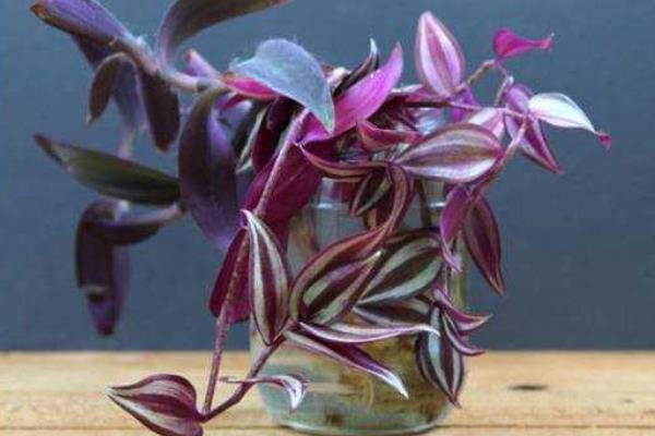 吊竹梅可以水培嗎 吊竹梅家庭水培養(yǎng)殖方法