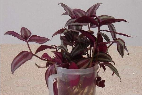 吊竹梅可以水培嗎 吊竹梅家庭水培養(yǎng)殖方法