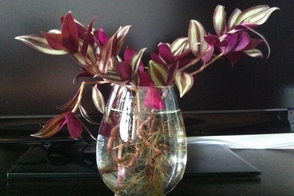 吊竹梅可以水培嗎 吊竹梅家庭水培養(yǎng)殖方法